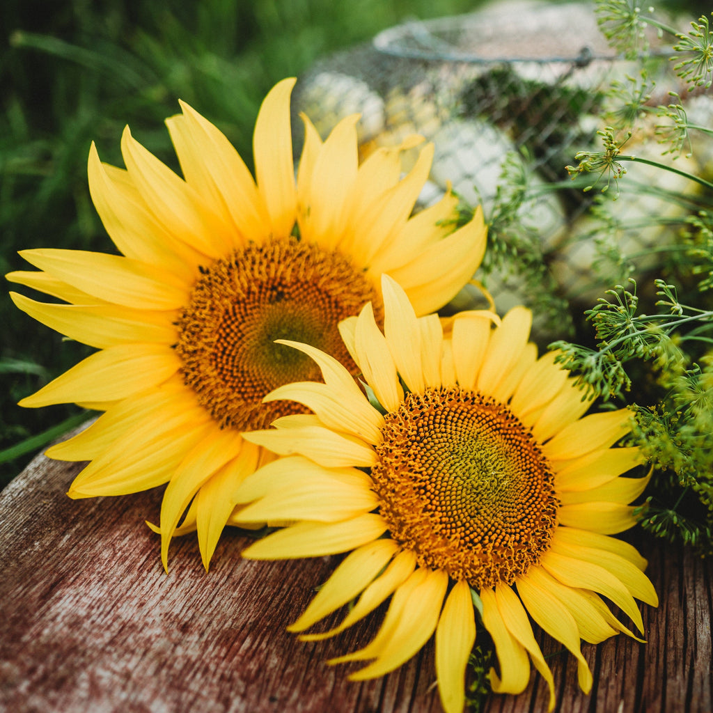 peredovik sunflower seeds for planting Peredovik Black Seeded Sunflower