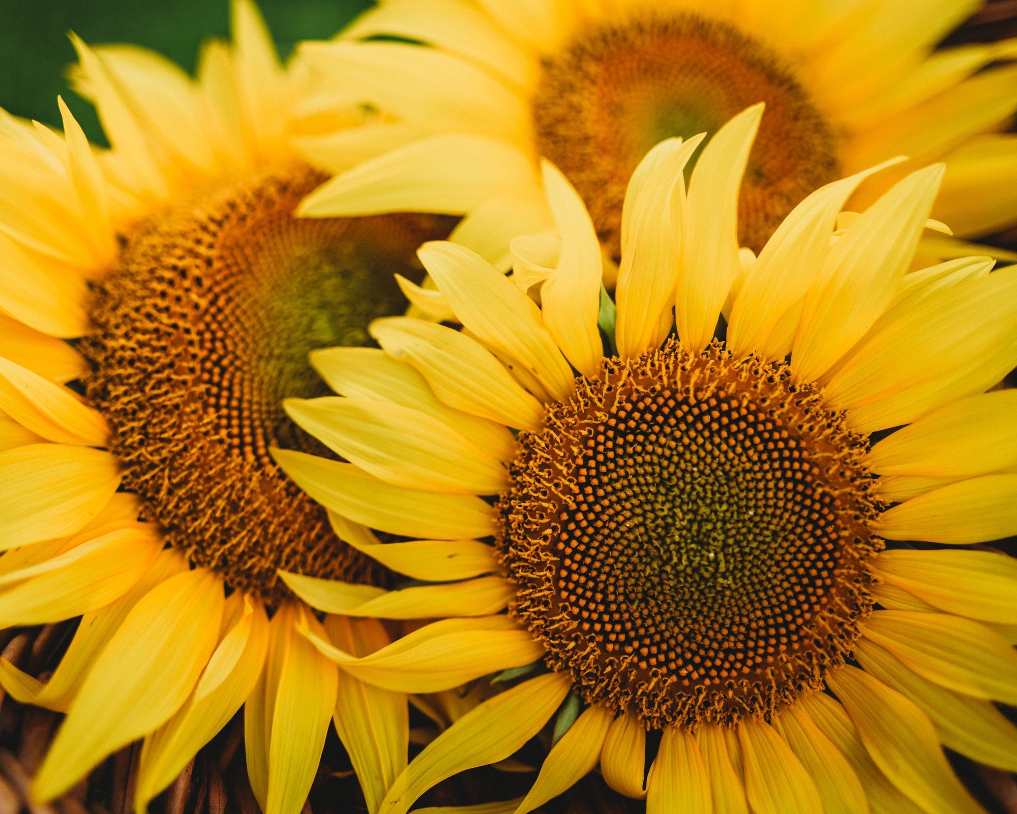 sunflower seeds plant paradox Peredovik Black Seeded Sunflower