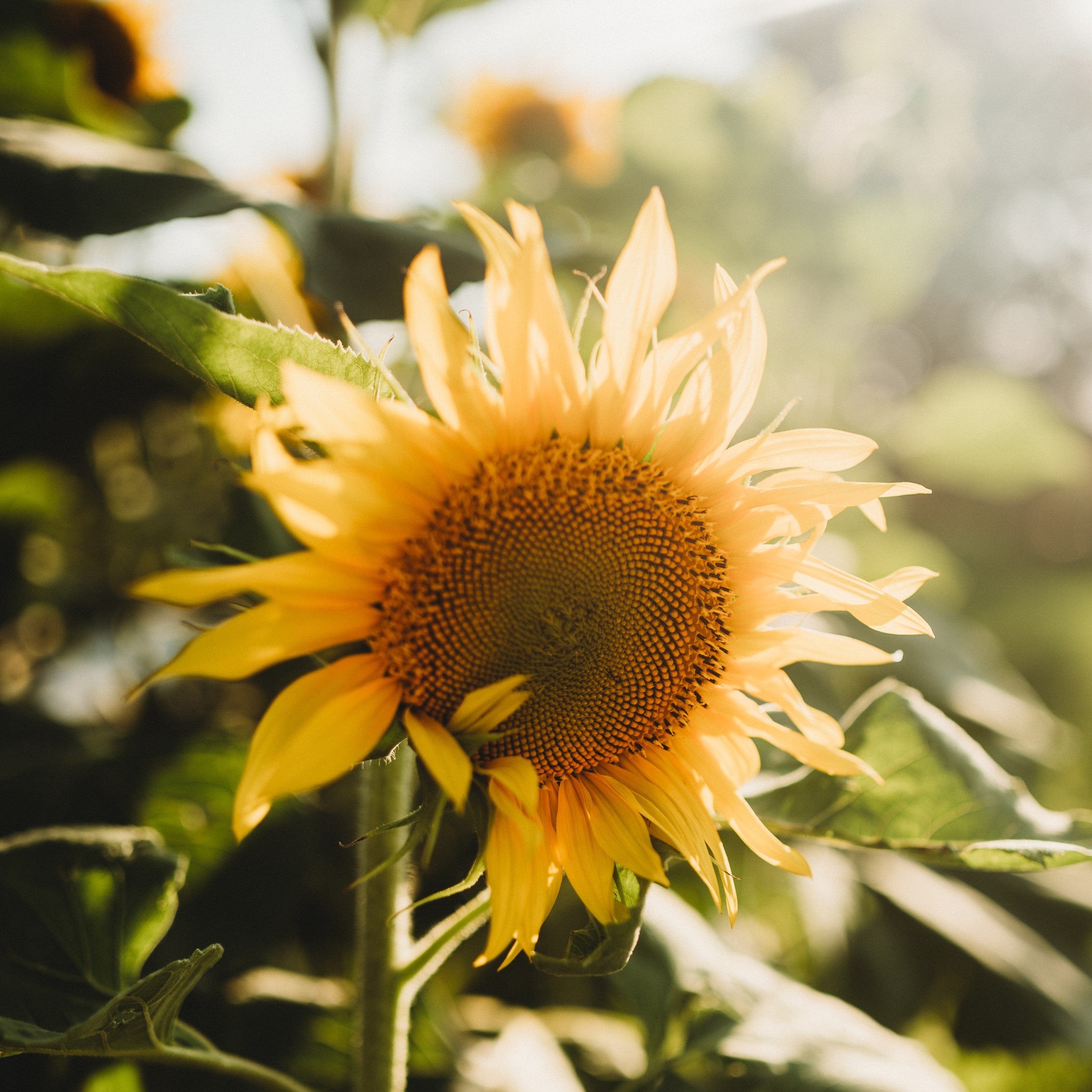 Peredovik Sunflower - Thresh Seed Co.