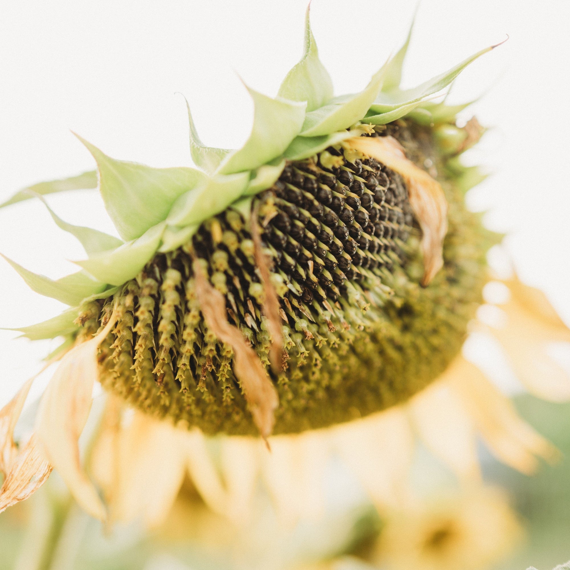 planting peredovik sunflower seeds Peredovik Black Seeded Sunflower