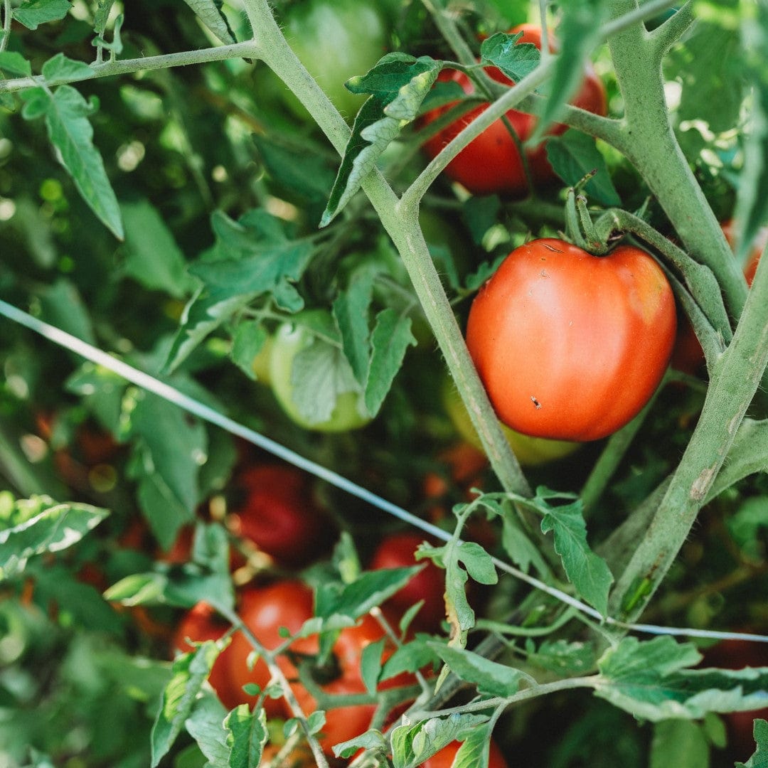 Perestroika Siberian Tomato Seeds