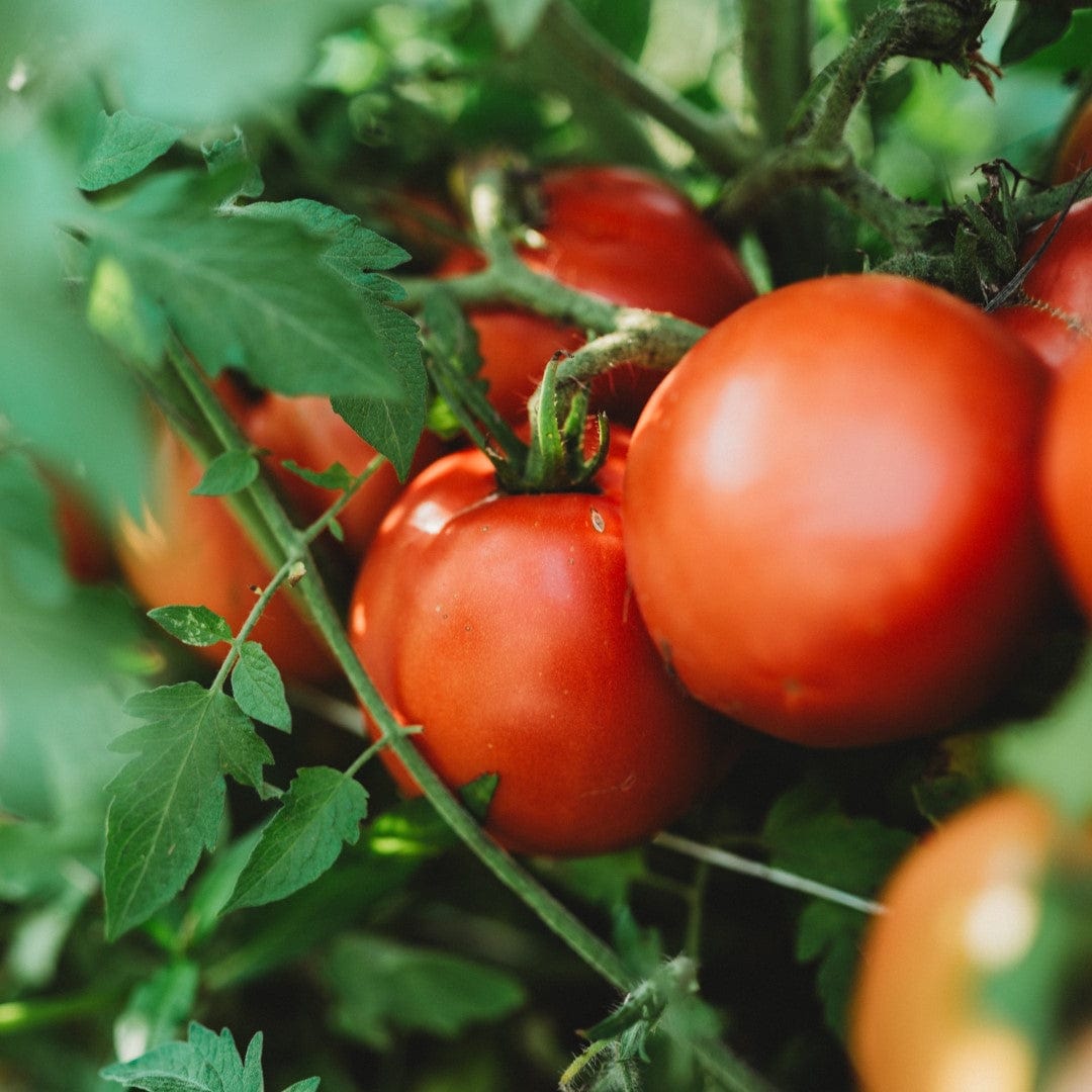 Perestroika Siberian Tomato