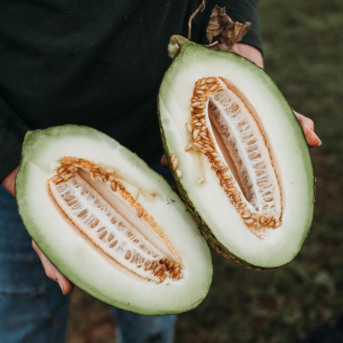 Piel de Sapo Melon