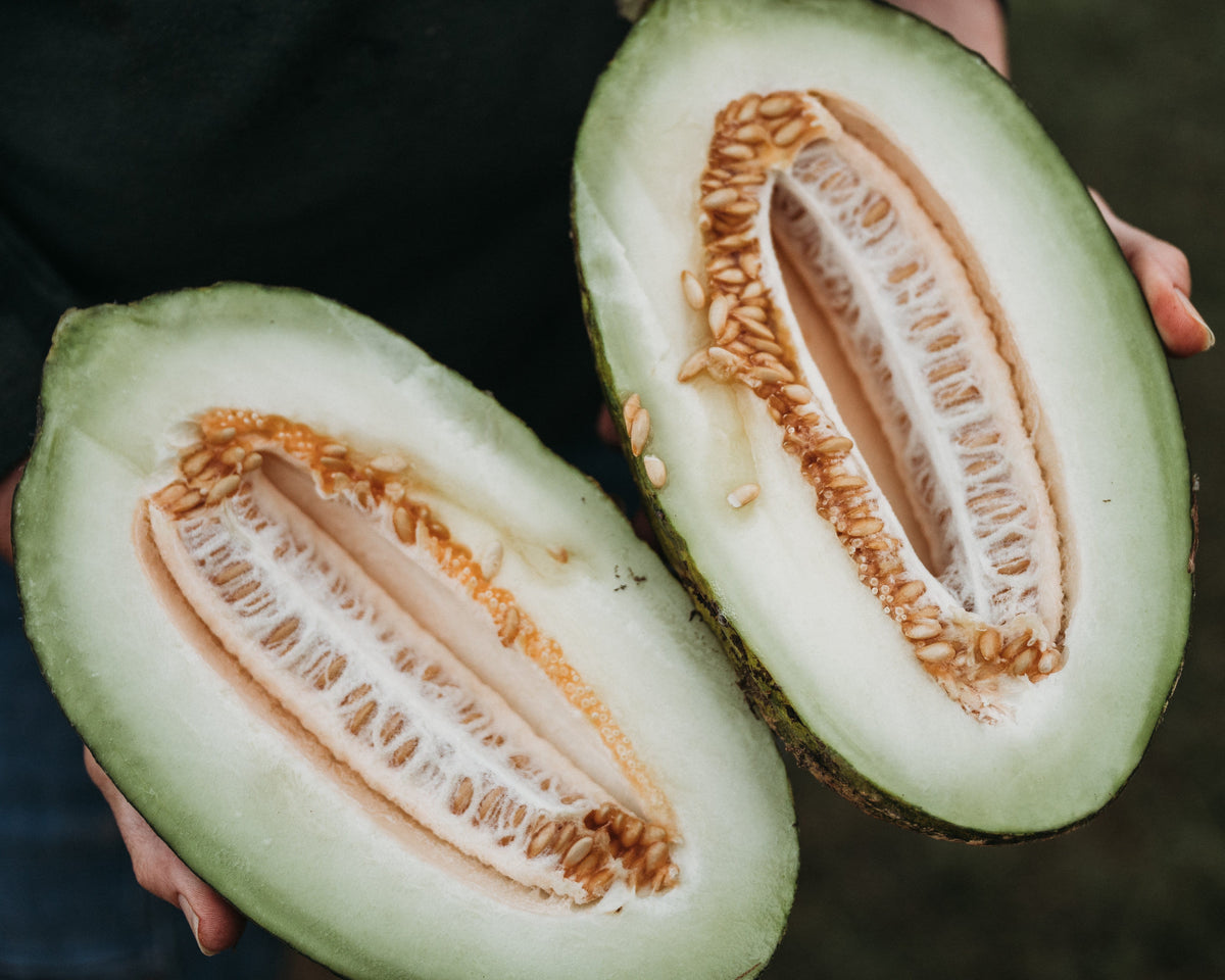 Piel de Sapo Melon
