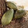 Piel de Sapo Melon