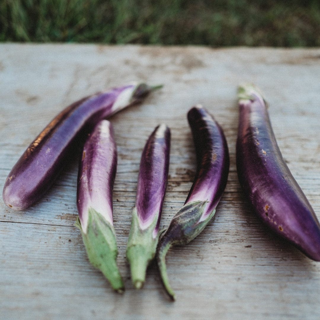 water eggplant Ping Tung Long Eggplant - Thresh Seed Co.
