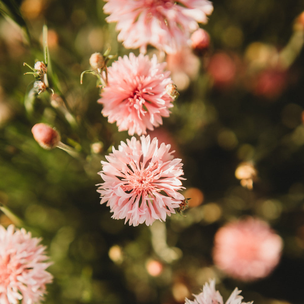 Pink Bachelor's Buttons
