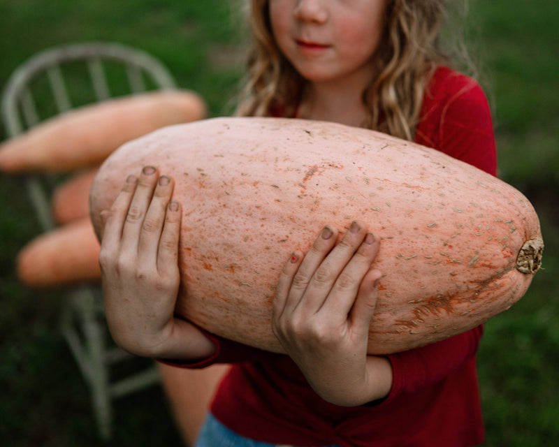 Pink Banana Squash