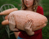 Pink Banana Squash