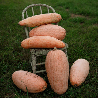 Pink Banana Squash