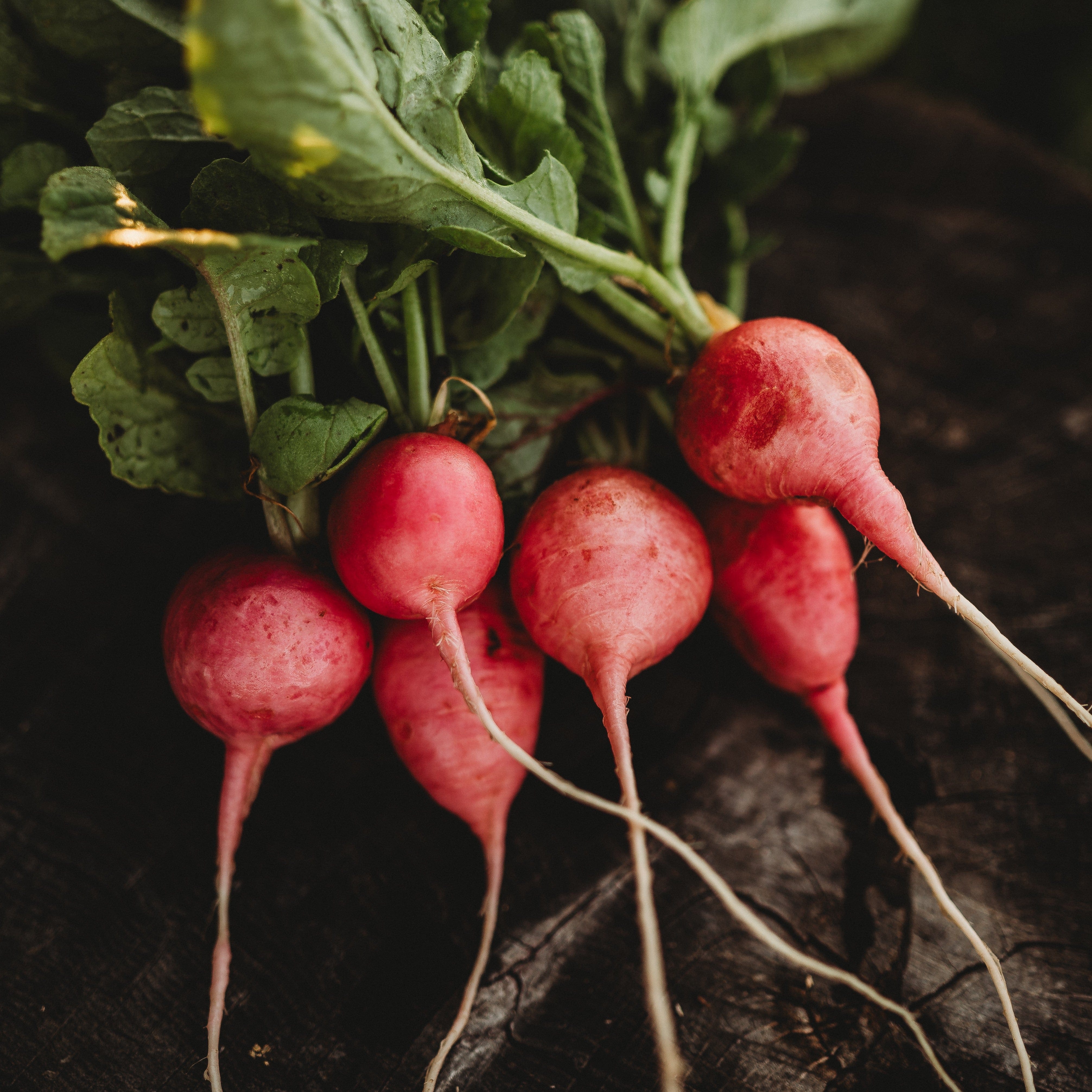 radishです。 Pink Celebration Radish - Thresh Seed Co.