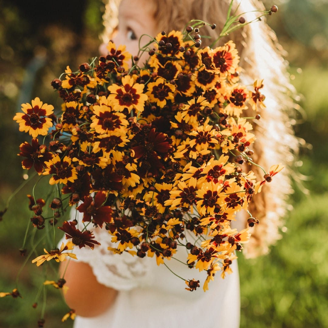 Plains Coreopsis Semi-Dwarf Yellow