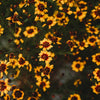 Plains Coreopsis Semi-Dwarf Yellow