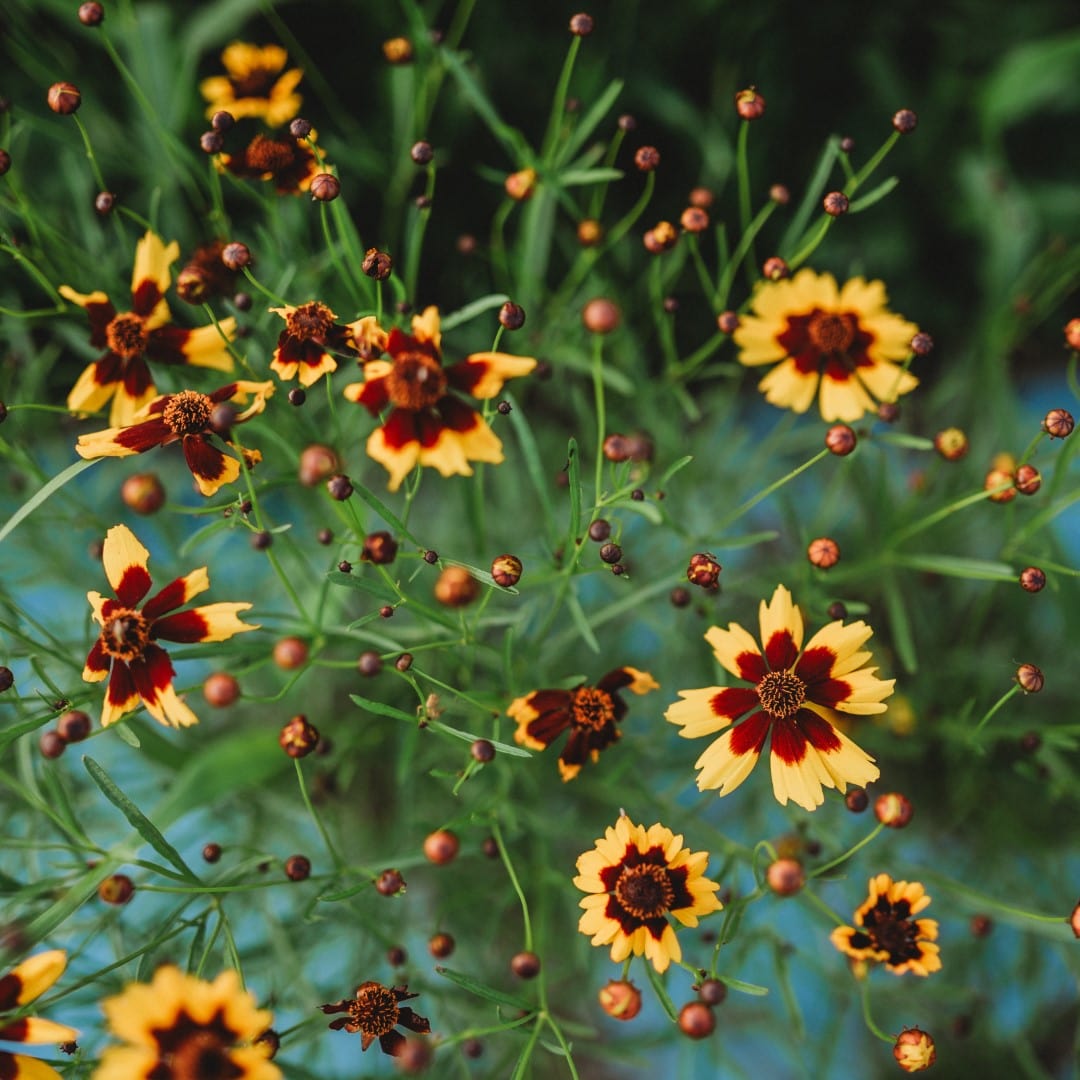 Plains Coreopsis Semi-Dwarf Yellow