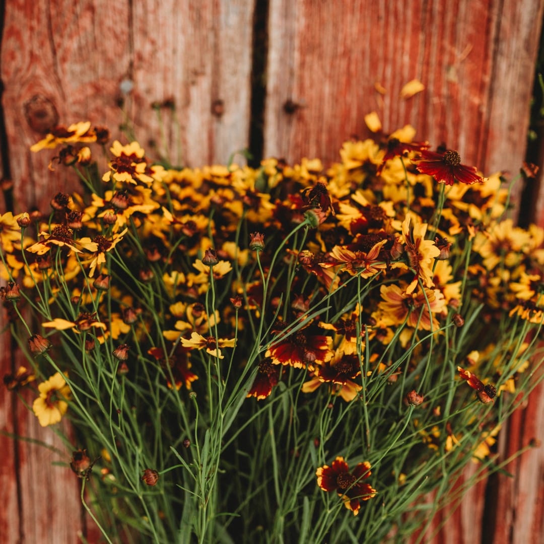 Plains Coreopsis Semi-Dwarf Yellow