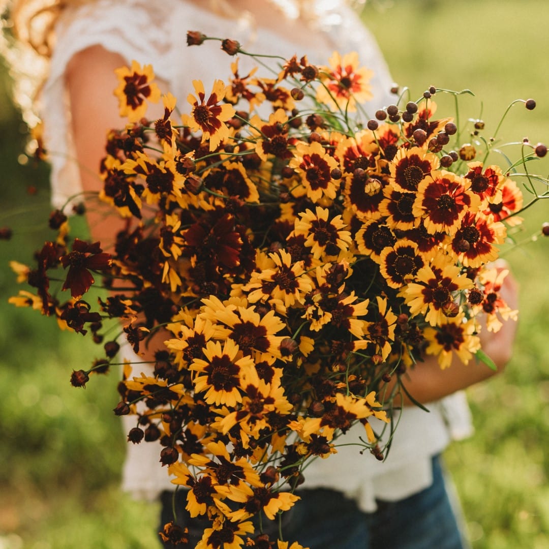Plains Coreopsis Semi-Dwarf Yellow