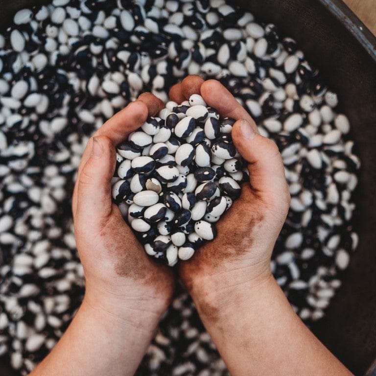 Child holding heirloom beans