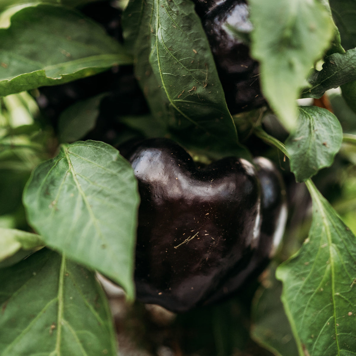 Purple Beauty Pepper