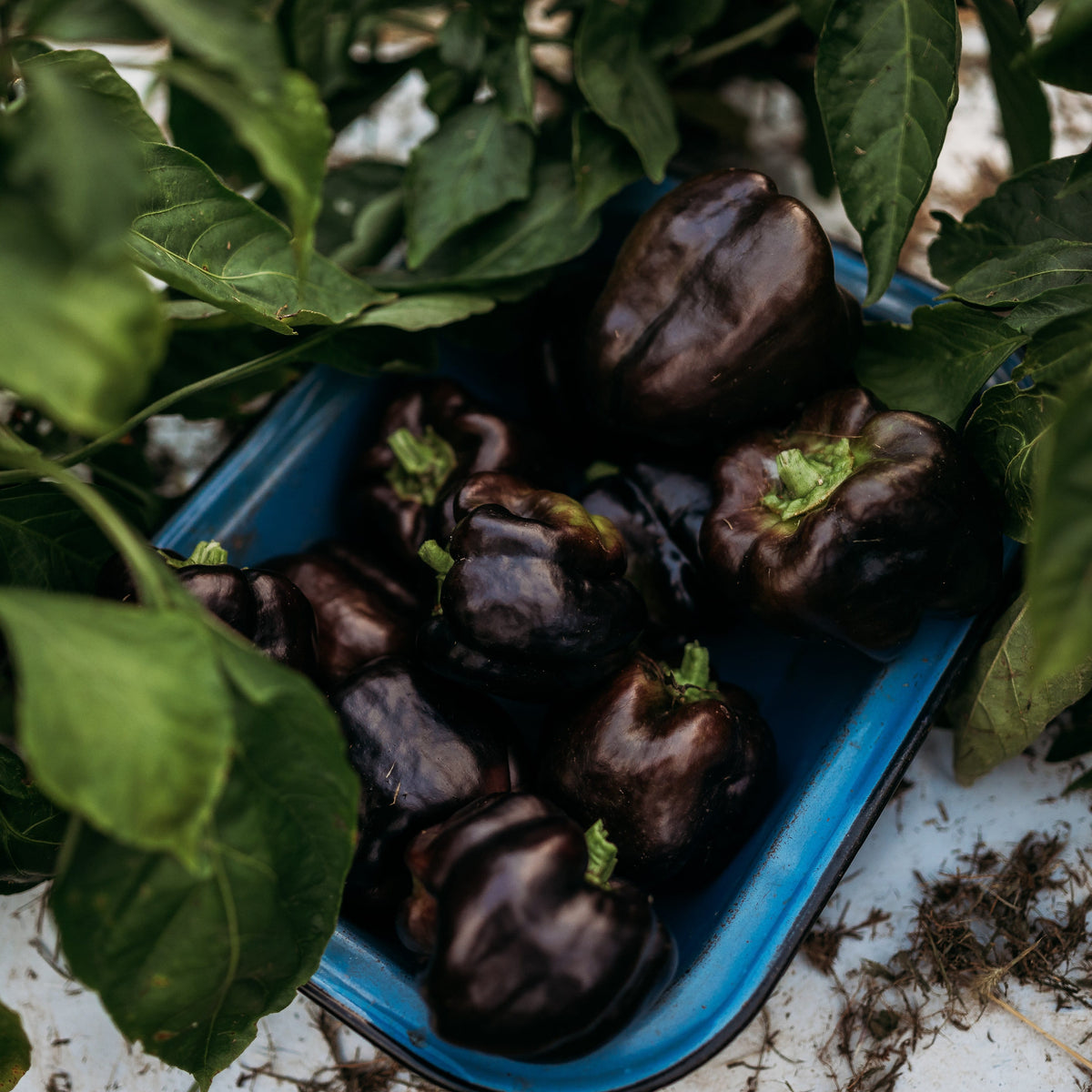 Purple Beauty Pepper