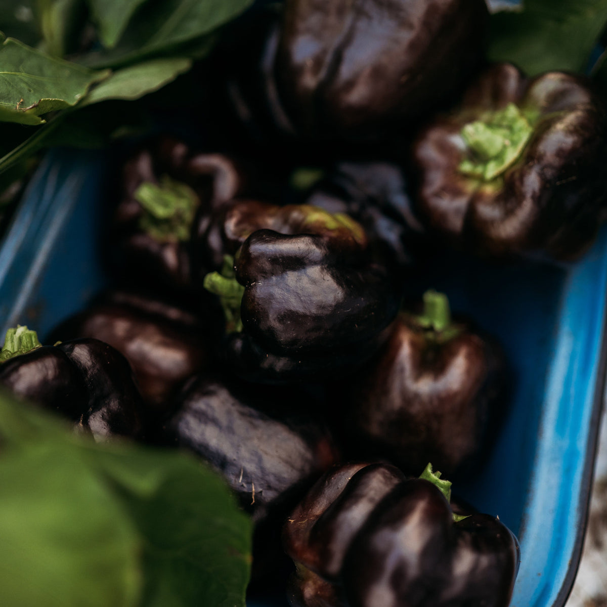 Purple Beauty Pepper
