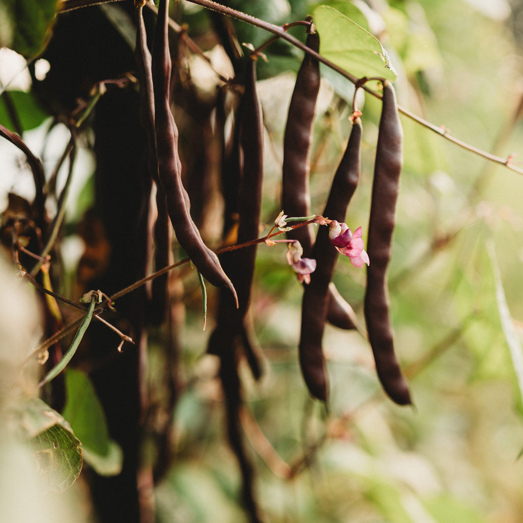 a bean plant produces seeds in long pods Purple Podded Pole Bean