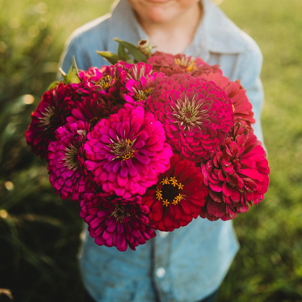 Purple Prince Zinnia