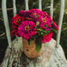 Purple Prince Zinnia