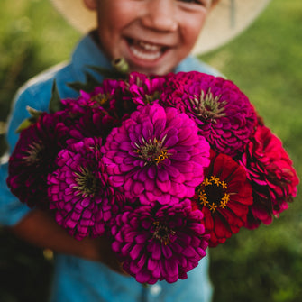 Purple Prince Zinnia