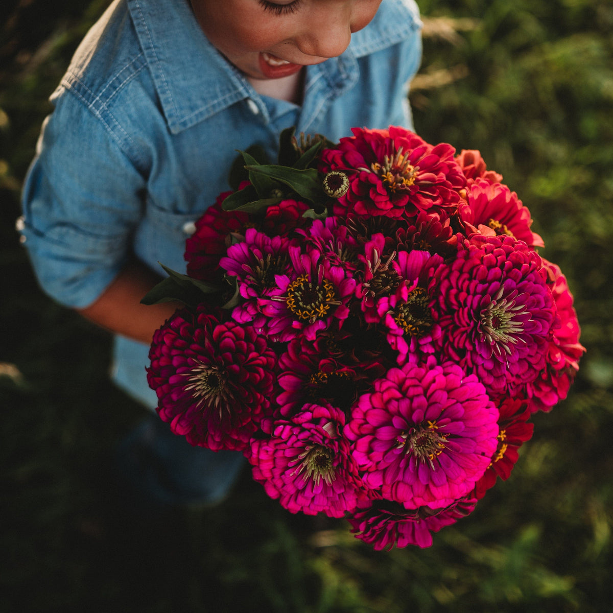 Purple Prince Zinnia