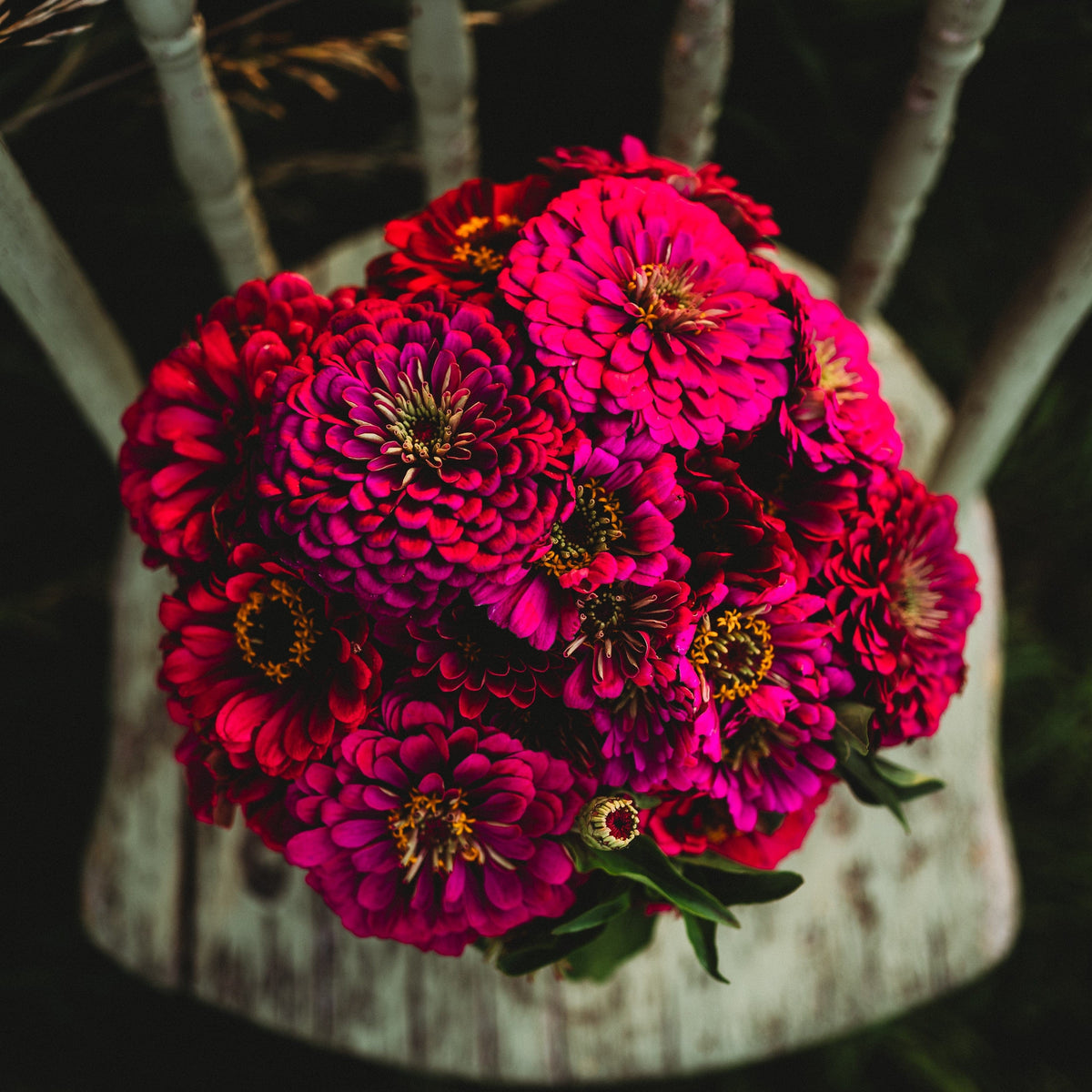 Purple Prince Zinnia