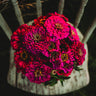 Purple Prince Zinnia