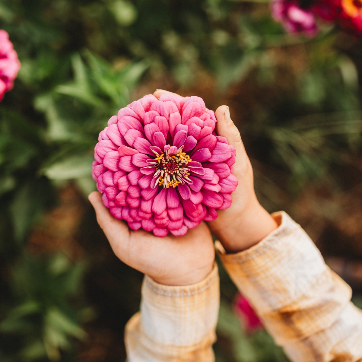 Purple Prince Zinnia