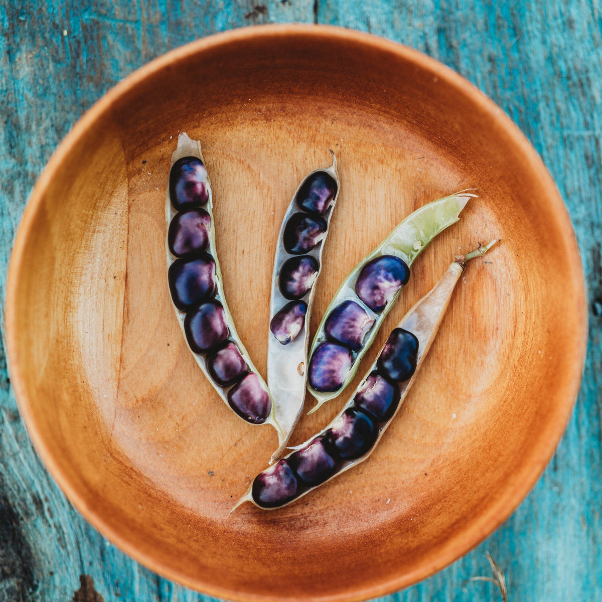 Purple Succotash Bean