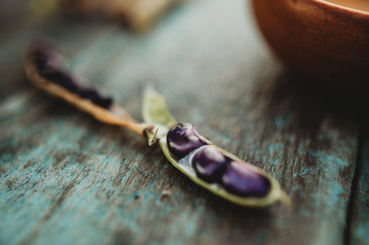 Purple Succotash Bean
