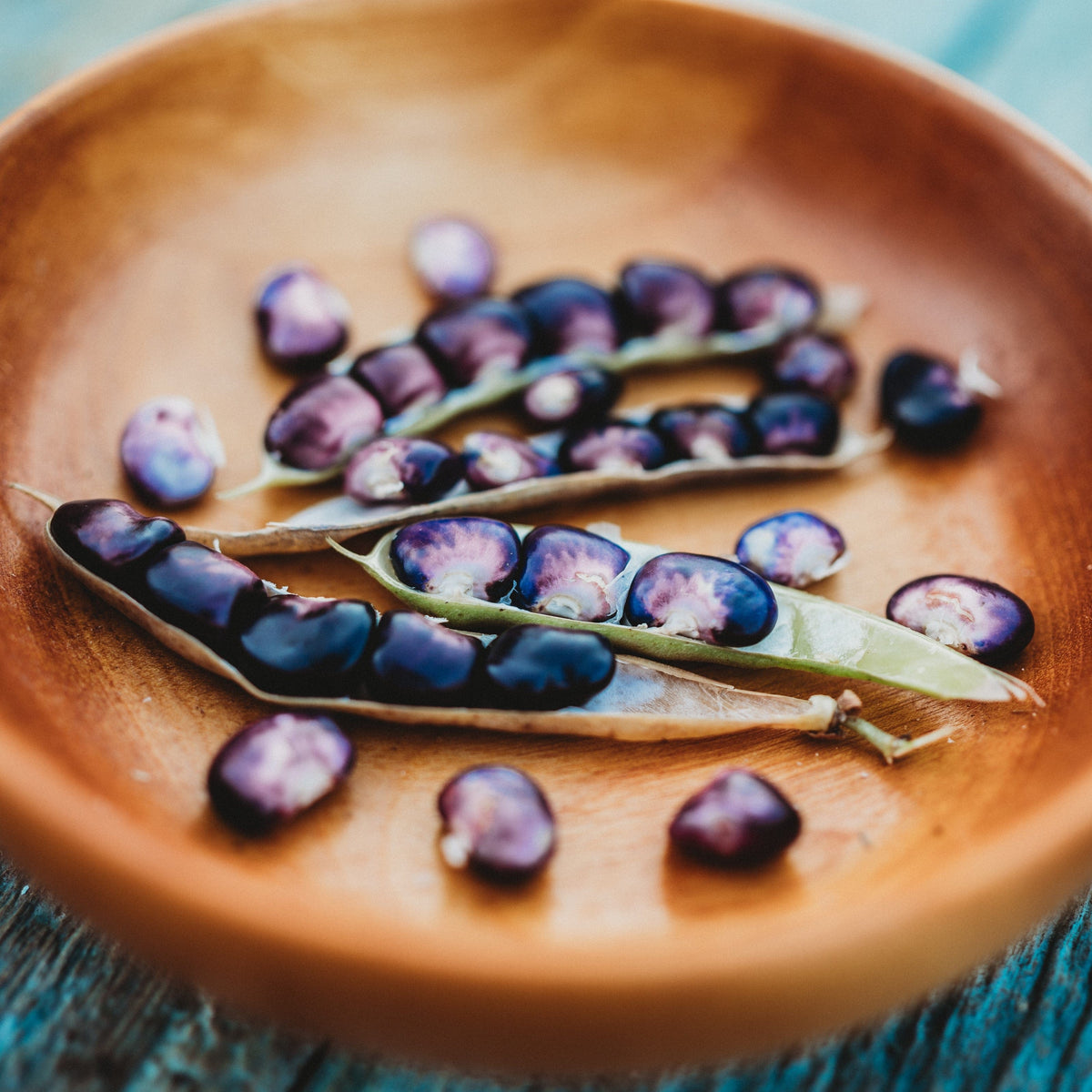 Purple Succotash Bean