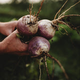 Purple Top White Globe Turnip