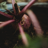 Purple Top White Globe Turnip Seeds