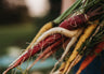 Rainbow Carrot Mix