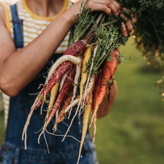 Rainbow Carrot Mix