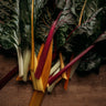 Rainbow Swiss Chard