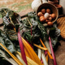 Rainbow Swiss Chard