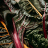 Rainbow Swiss Chard