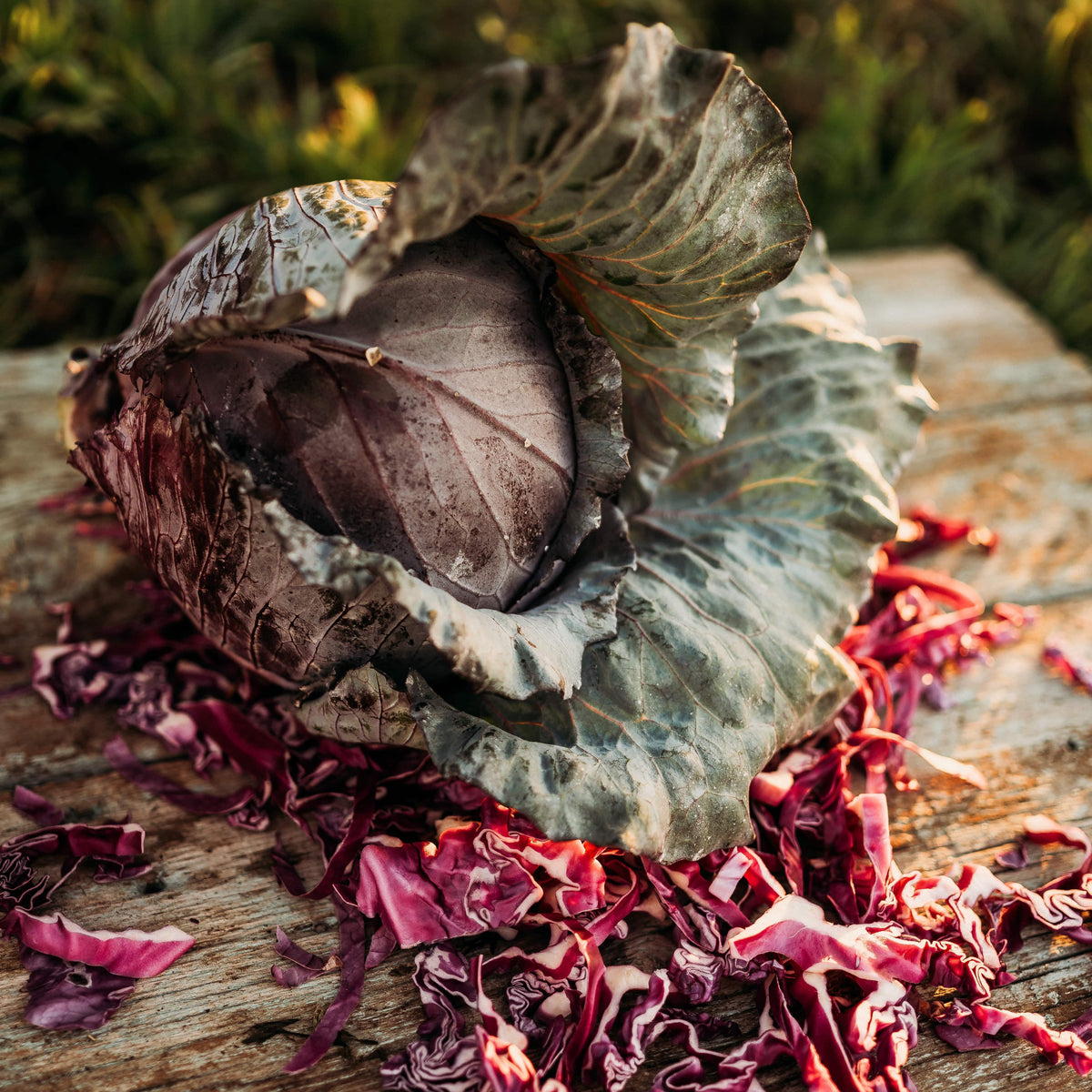 Red Acre Cabbage