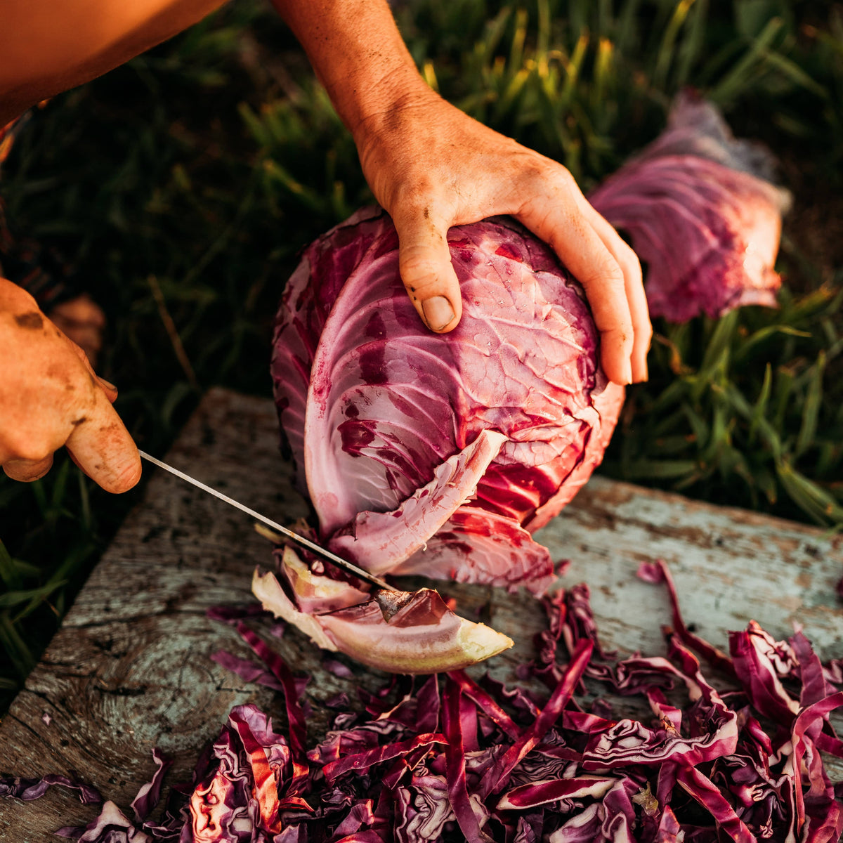Red Acre Cabbage