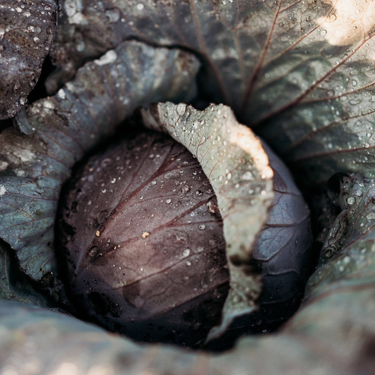 Red Acre Cabbage