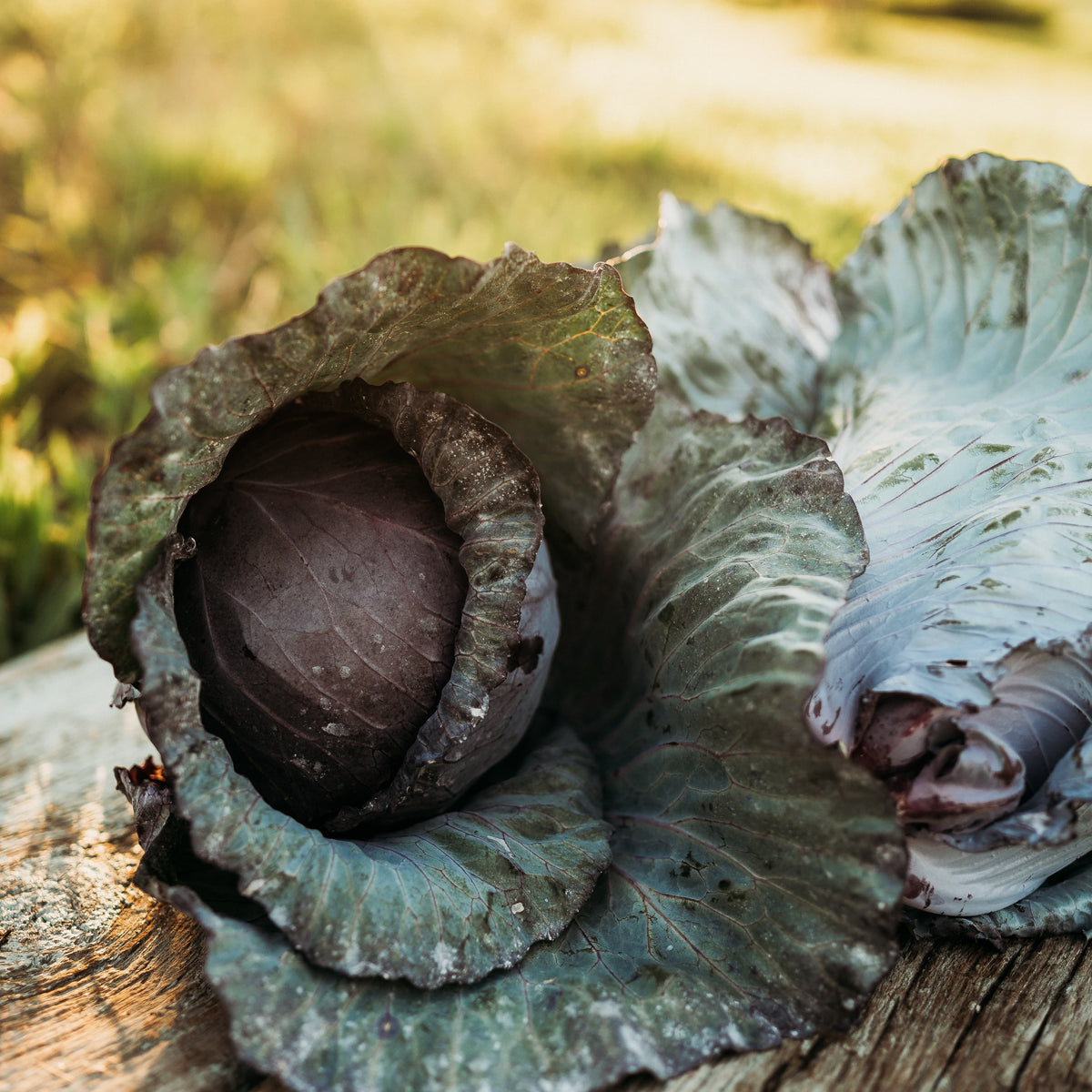 Red Acre Cabbage