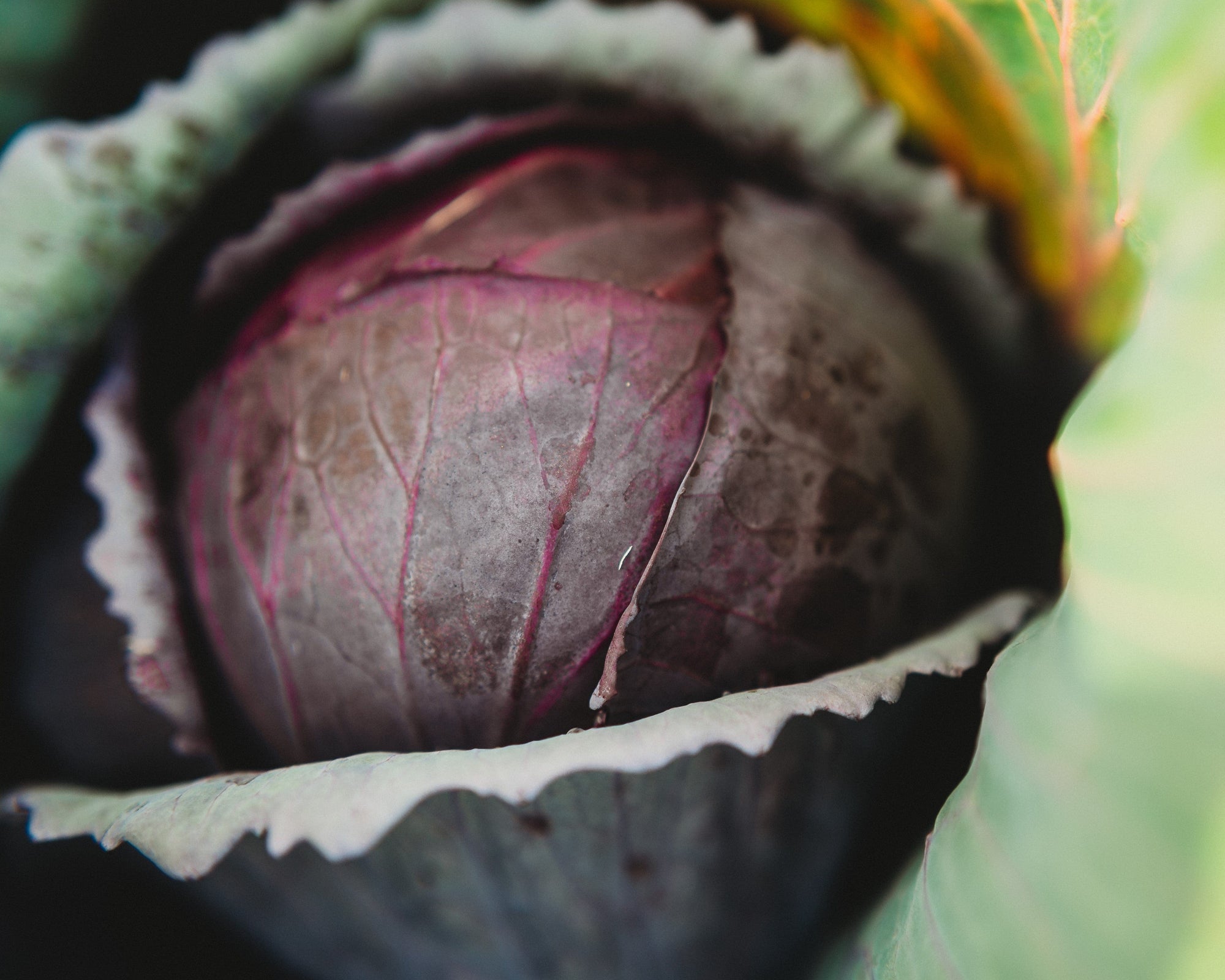 planting red cabbage seeds Red Acre Cabbage