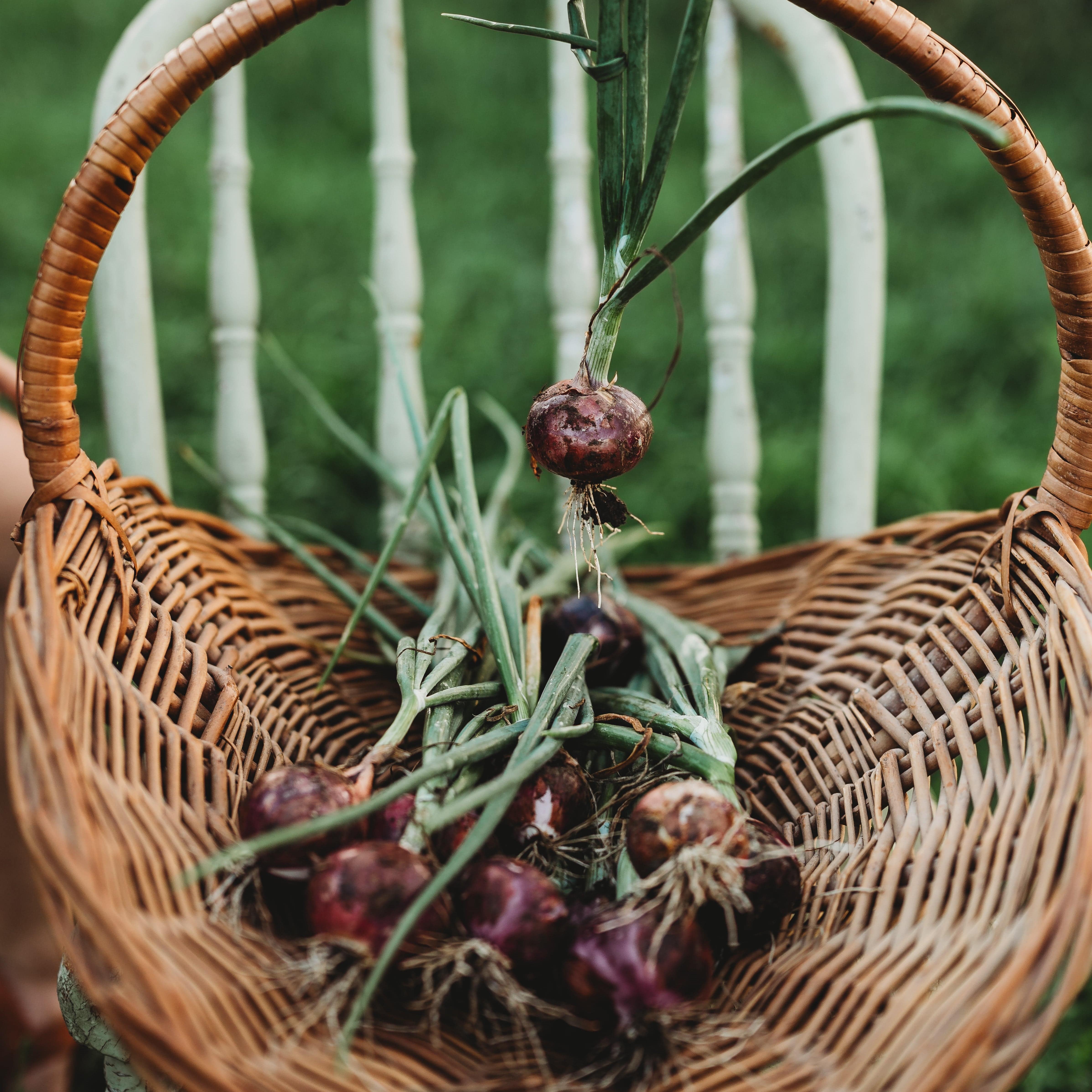 Red Burgundy Onion - Thresh Seed Co.