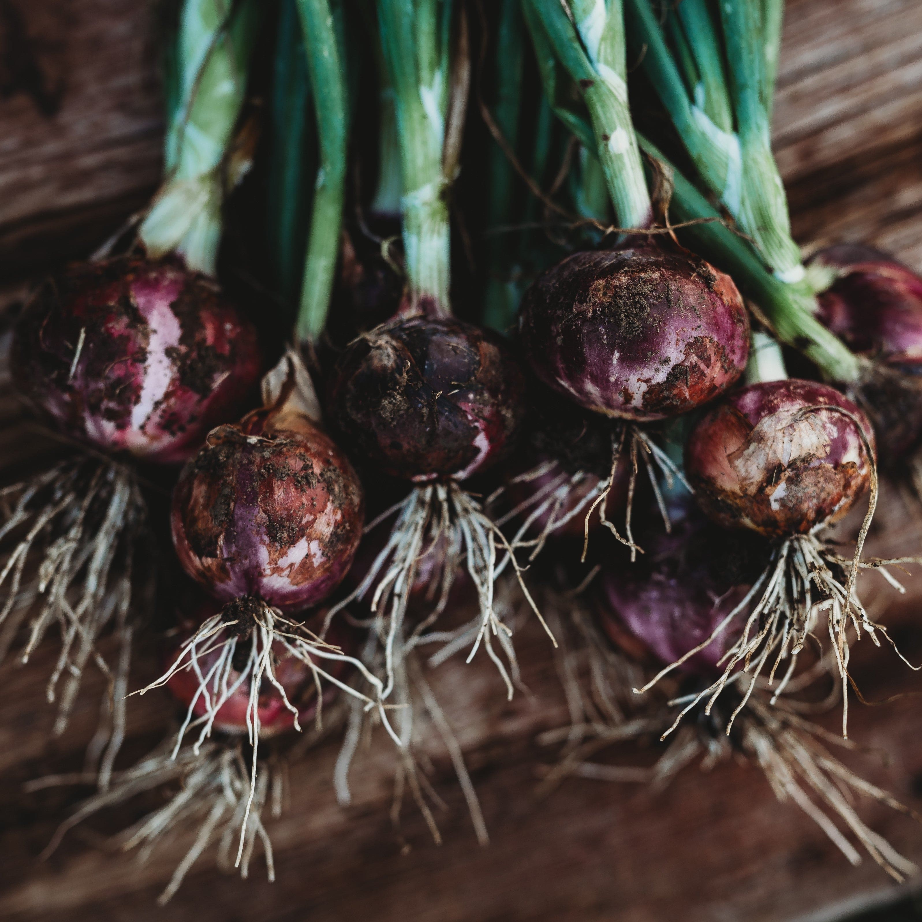 2/15 おにおん様 Red Burgundy Onion - Thresh Seed Co.