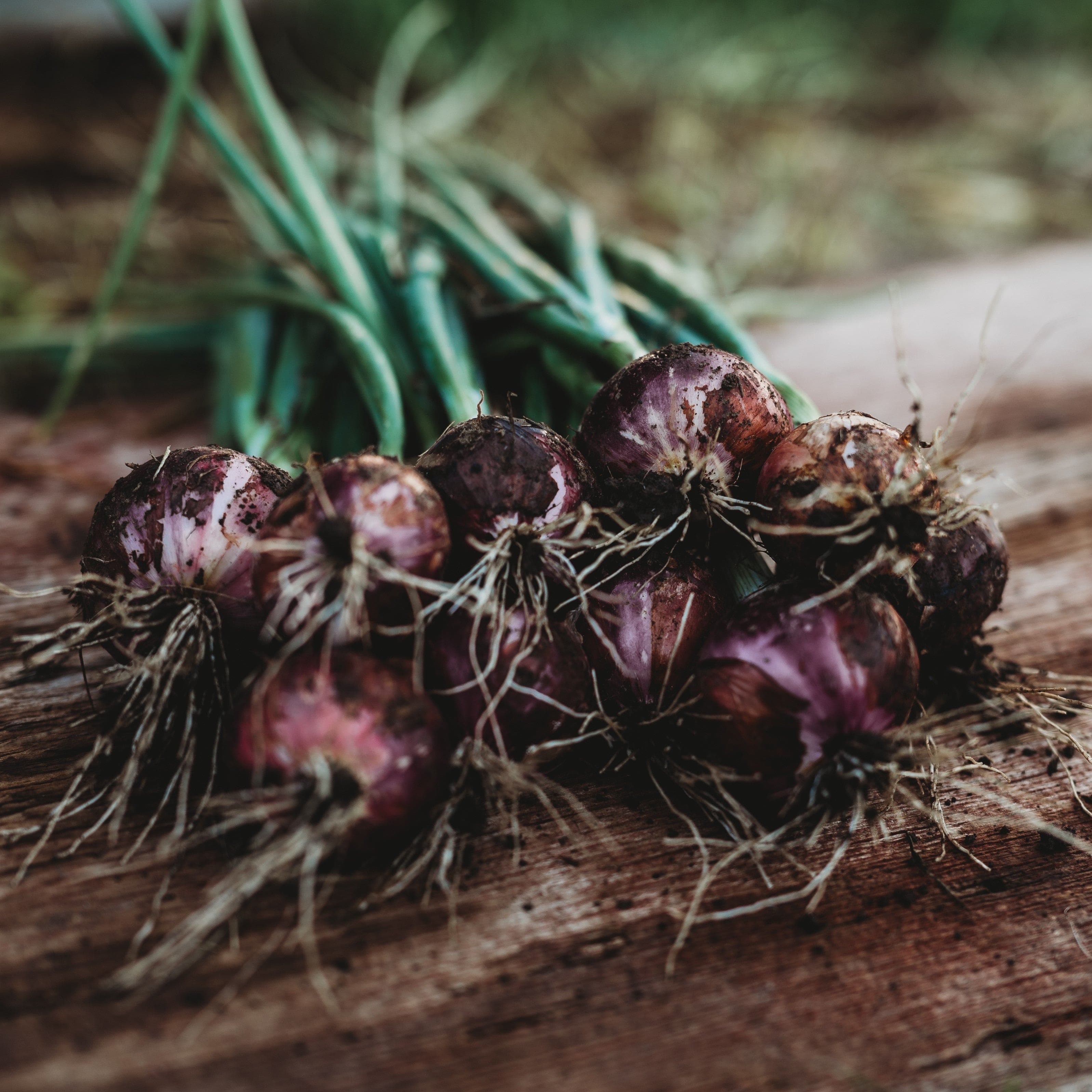 Red Burgundy Onion - Thresh Seed Co.